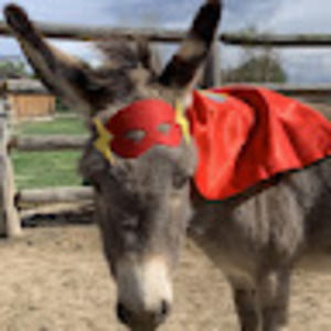 Meet your Posher, Janey